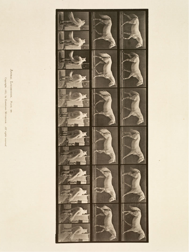 Eadweard Muybridge, Animal Locomotion